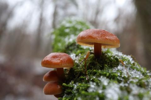 trio of brown mushrooms with ferns and frost on a branch